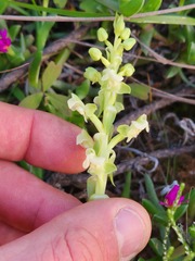 Pterygodium volucris