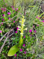 Pterygodium volucris