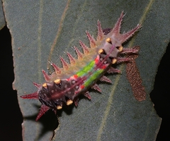 Doratifera oxleyi