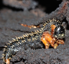 Perga affinis