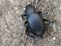 Blaps lusitanica