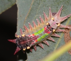 Doratifera oxleyi