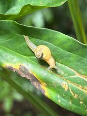 Helicarion perfragilis