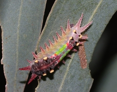 Doratifera oxleyi