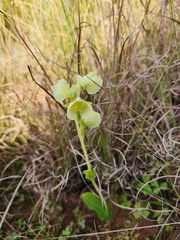 Pterygodium catholicum