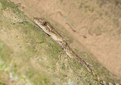 Gekko hokouensis