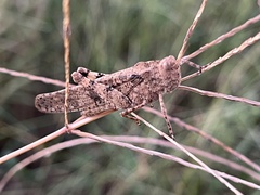 Dissosteira carolina