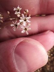Gypsophila altissima