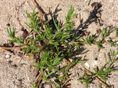 Salsola komarovii
