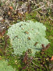 Pterygopappus lawrencei