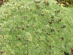 Pterygopappus lawrencei