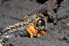 Perga affinis