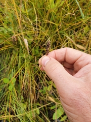 Carex diandra