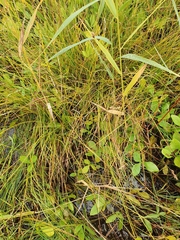 Carex diandra
