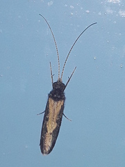 Rhyacophiloidea
