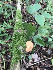 Polyporus tuberaster