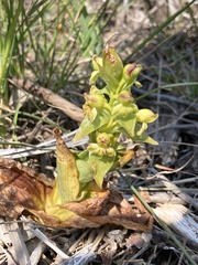 Satyrium odorum