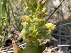 Satyrium odorum