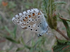Polyommatus bellargus