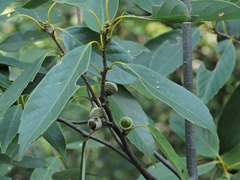 Fagaceae