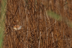 Panurus biarmicus
