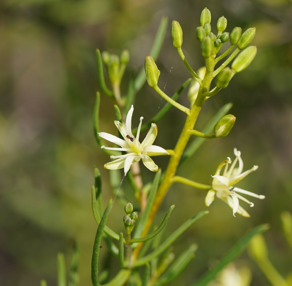 Lepidium leptopetalum