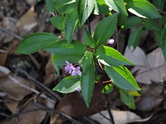 Bredia quadrangularis