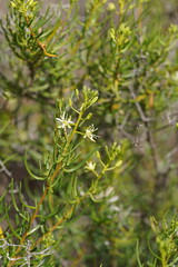 Lepidium leptopetalum