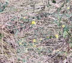 Medicago falcata