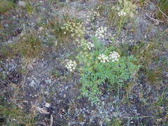 Ligusticum grayi