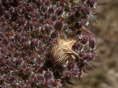 Ancyrosoma leucogrammes