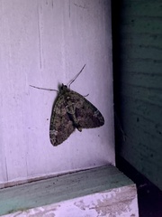 Chloroclysta siterata