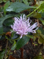 Centaurea