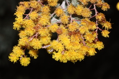 Acacia baileyana