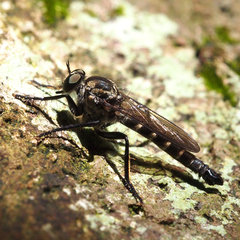 Tolmerus hisamatsui