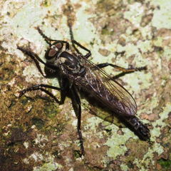 Tolmerus hisamatsui