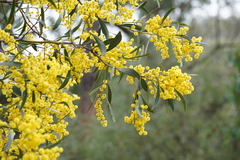 Acacia obliquinervia