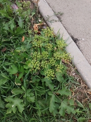 Tordylieae