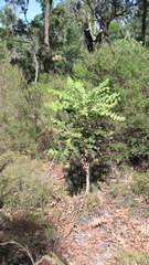Banksia grandis