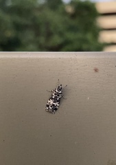 Scoparia exhibitalis