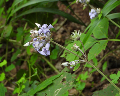 Clematis heracleifolia