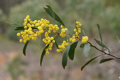 Acacia obliquinervia
