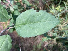 Malus fusca