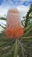 Banksia prionotes