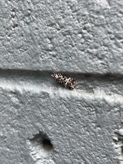 Scoparia exhibitalis