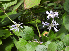 Clematis heracleifolia