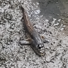 Periophthalmodon schlosseri