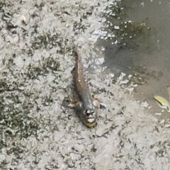 Periophthalmodon schlosseri