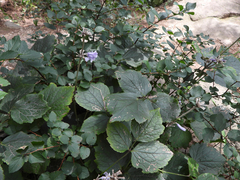 Clematis heracleifolia