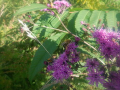 Melissodes trinodis